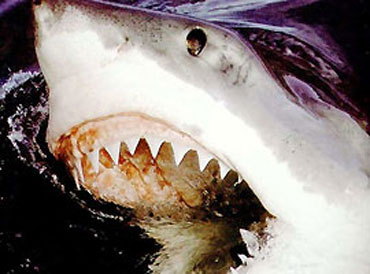 Napad morskog psa 3 - Arhiva