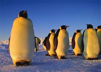 Pingvini ne znaju glumiti?!